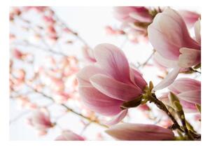 Fototapeta - Pink magnolia