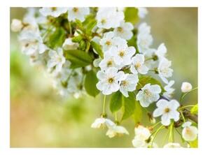 Fototapeta - Beautiful delicate cherry blossoms