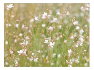 Fototapeta - White delicate flowers