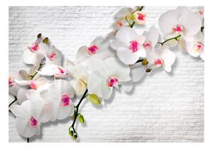 Murando DeLuxe Orchidej na bílé cihle Rozměry (š x v) a Typ: 147x105 cm - samolepící