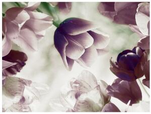 Fototapeta - Heavenly tulips