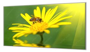 Ochranná deska včela na žluté kopretině - 52x60cm / S lepením na zeď