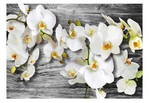 Fototapeta - Callous orchids III