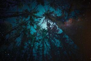 Samolepící tapeta noc v lese