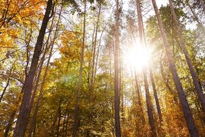 Fototapeta les v podzimních barvách