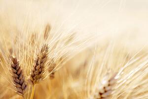 Samolepící fototapeta pšeničné pole