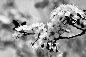Fototapeta černobílý třešňový květ