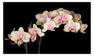 Fototapeta - Kvetoucí orchidej