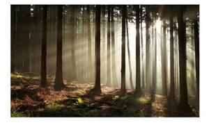 Fototapeta - Jehličnaté lesy
