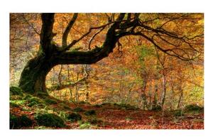 Fototapeta - Podzim, les a listy