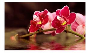 Fototapeta - Krásné květy orchidejí na vodě