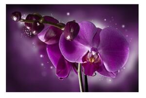 Fototapeta - Pohádka a orchidea