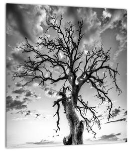 Obraz - Černobílý strom (30x30 cm)