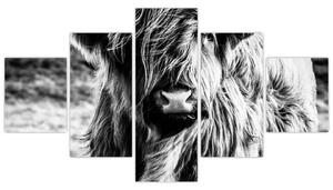 Obraz - Highland - Skotská kráva (125x70 cm)