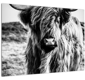 Skleněný obraz - Highland - Skotská kráva (70x50 cm)