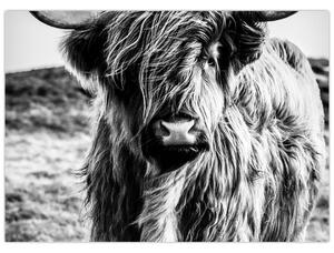 Obraz - Highland - Skotská kráva (70x50 cm)