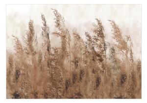 Fototapeta - Tall Grasses - Brown