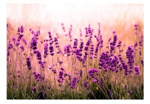Fototapeta - Lavender in the Rain