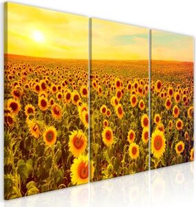 Obraz - Sunflowers at Sunset (3 Parts)