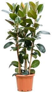Ficus elastica Robusta 3pp, průměr 38 cm - výška 170 cm Fíkovník pryžodárný, Fíkovník, Gumovník