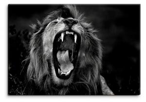 Malvis Obraz černobílý královský lev Velikost: 90x60 cm