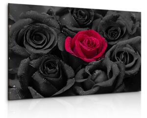 Malvis Obraz Černé růže s kapkami vody Velikost: 60x40 cm