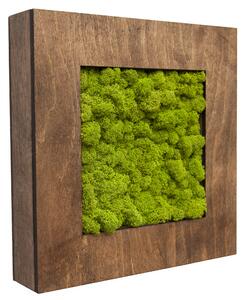 Mechový obraz v dřevěném rámu čtverec 30 x 30 cm