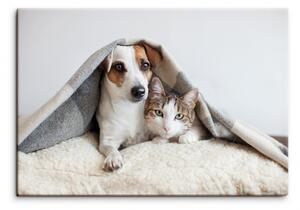 Malvis Obraz pes a kočka Velikost: 90x60 cm