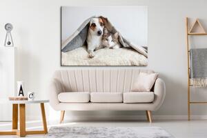 Malvis Obraz pes a kočka Velikost: 90x60 cm
