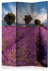 Paraván - Lavender field in Provence, France [Room Dividers]