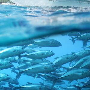 Malvis Obraz Hejno ryb Velikost (šířka x výška): 50x50 cm