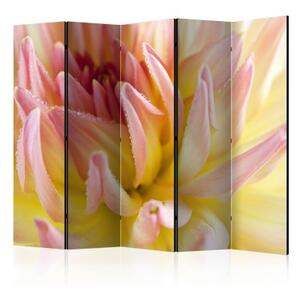 Paraván - Pastel colored dahlia flower with dew drops II [Room Dividers]