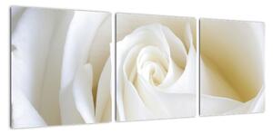 Obraz bílé růže (90x30cm)