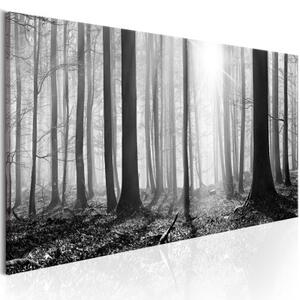 Obraz - Black and White Forest