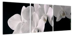 Obraz - bílé orchideje (90x30cm)