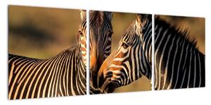Obraz - zebry (90x30cm)