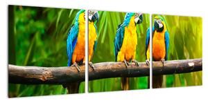 Moderní obraz - papoušci (90x30cm)