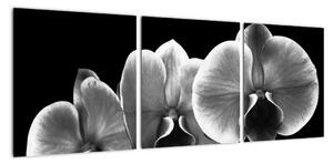 Černobílý obraz - orchidej (90x30cm)