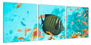Obraz ryb v akvárii (90x30cm)