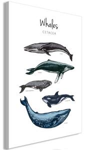 Obraz - Whales (1 Part) Vertical