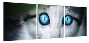 Obraz kočky, zářivé oči (90x30cm)