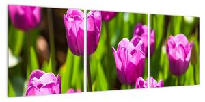 Obraz kvetoucích tulipánů (90x30cm)