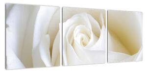 Obraz bílé růže (90x30cm)