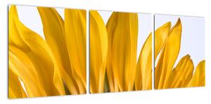 Obraz květu slunečnice (90x30cm)