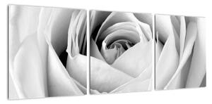 Černobílý obraz růže (90x30cm)
