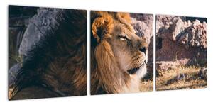 Obraz - ležící lev (90x30cm)