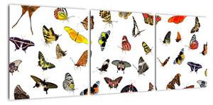 Obrazy motýlů (90x30cm)