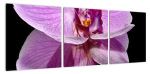 Obraz - orchidej (90x30cm)
