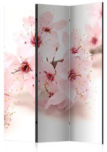 Paraván růžové kvítí Velikost (šířka x výška): 135x172 cm