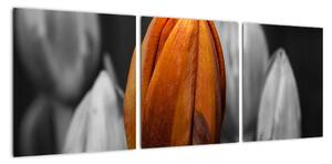Oranžový tulipán mezi černobílými - obraz (90x30cm)